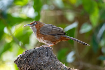 Rusty-cheeked scimitar babbler or Erythrogenys erythrogenys observed in Latpanchar