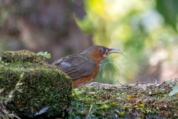 Rusty-cheeked scimitar babbler or Erythrogenys erythrogenys observed in Latpanchar