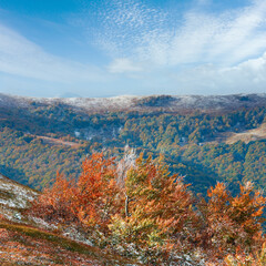 First winter snow and autumn colourful foliage on mountain