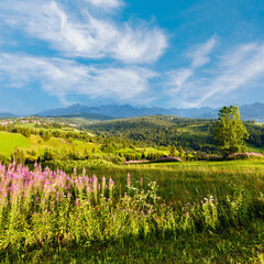 Summer mountain village outskirts with pink flowers in front and Tatra range behind (Gliczarow Gorny, Poland)