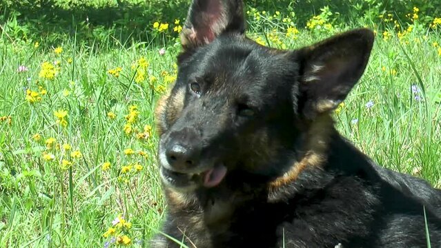 German Shepherd Springtime Close-Up in Yellow Field of Flowers in Texas