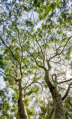 treetop seen from below with sky and sun rays