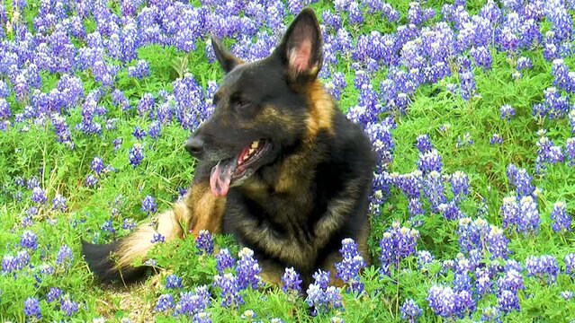 German Shepherd Texas Bluebonnets Laying Down Happy