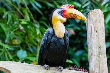 The hornbill in our zoo in the Netherlands.