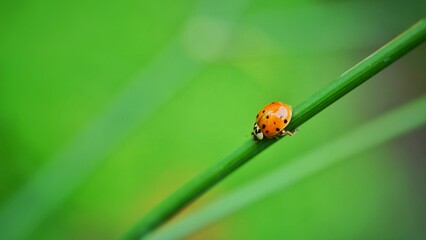 ladybug on leaf