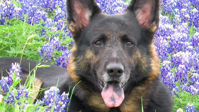 German Shepherd Texas Bluebonnets Springtime Laying Down Close-Up