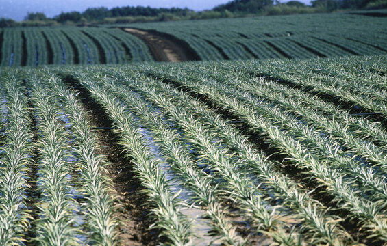 Pineapple Field, Oahu, Hawaii, USA