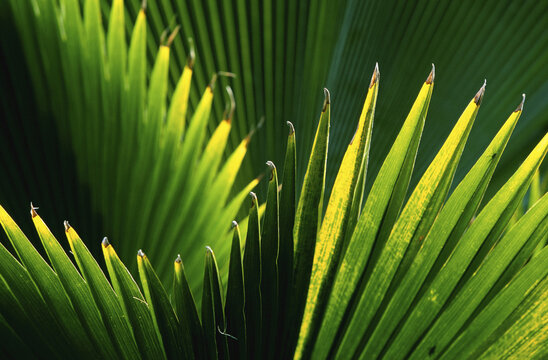 Palm Leaves, Hawaii, USA