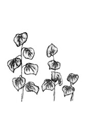 Branch with leaves. Set of graphic illustrations for your design