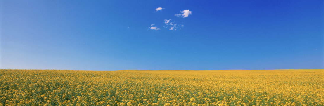 Canola Field and Sky