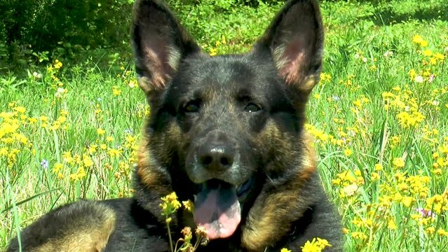 German Shepherd Springtime Close-up in Yellow Flower Field