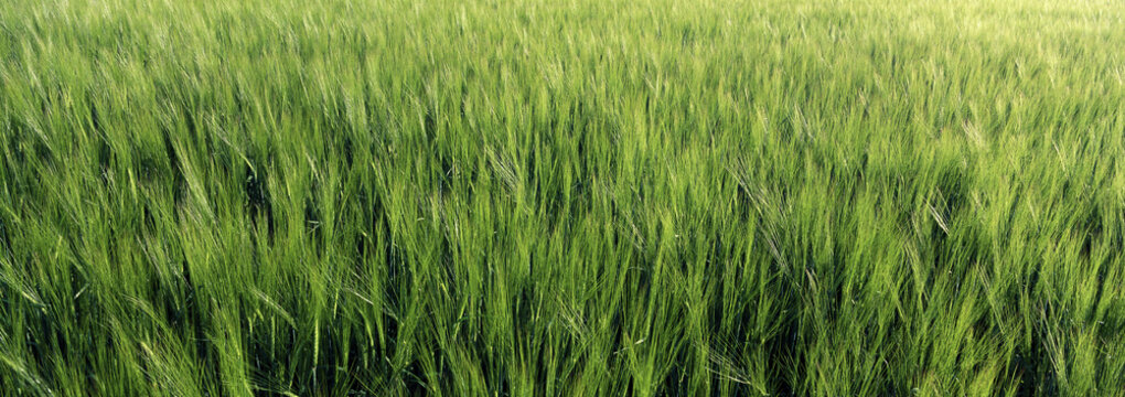 Barley Field, Crossfield, Alberta, Canada