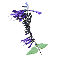 Single blooming branch of Salvia Amistad Sage plant with leaves and flowers. Purple blossom. Isolated vector illustration.