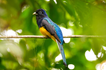 Green-backed Trgon (Trogon viridis)