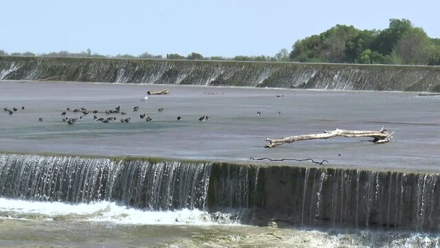 White Rock Lake Falls Medium Birds Log