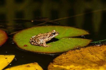 Brown frog sits on a leaf of a water lily.