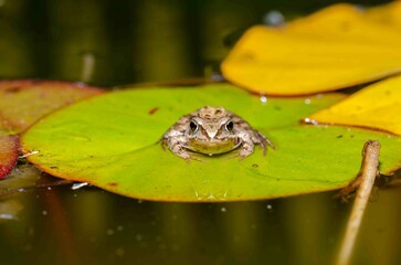 Frog sits on a green leaf of a water lily.
