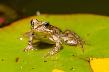 A brown frog sits on a green leaf of a water lily.
