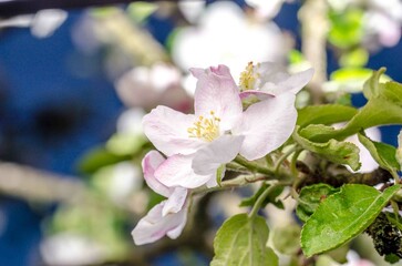 Branch of apple tree with pink flowers.