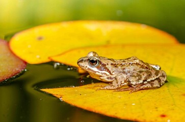 Frog sits on a leaf of a yellow water lily.