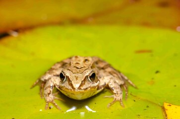 Brown frog sits on a leaf of a water lily.