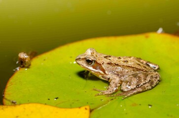 Brown frog sits on a leaf of a water lily.