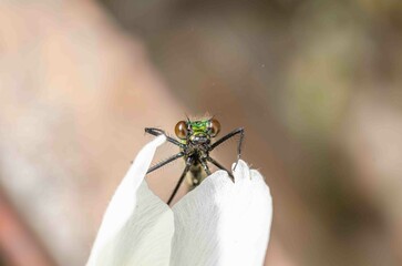 Showing of eyes dragonfly and wings detail in the nature habitat.