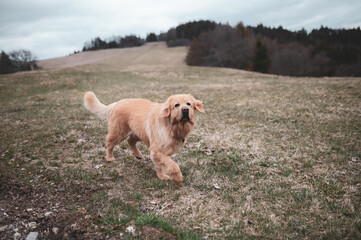 dog in the park, in the mountains, golden retriever