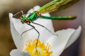 Macro shots, showing of eyes green dragonfly and wings detail in the nature habitat.
