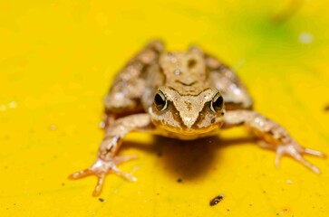 Brown frog sits on a leaf of a water lily.