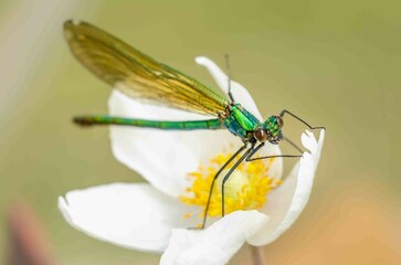 Showing of eyes dragonfly and wings detail in the nature habitat.