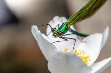 Macro shots showing a green dragonfly with big eyes sits on a white flower.