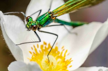 Macro shots, showing of eyes green dragonfly and wings detail in the nature habitat.