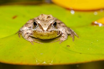 Brown frog sits on a leaf of a water lily.