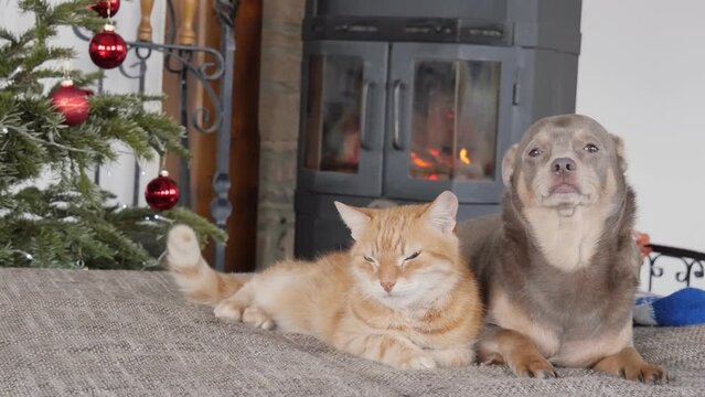 cat and the dog lie on the sofa by the fireplace. Christmas tree and fireplace. 4K