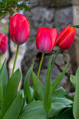 Fototapeta premium Close-up of red and purple tulips blooming. Vertical image of some red tulips.