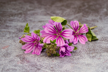 Hibiscus plant and blossom ; Malva sylvestris