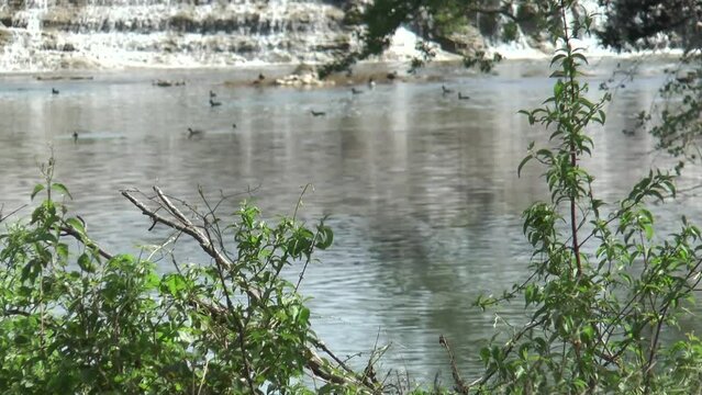 White Rock Lake Falls Ducks