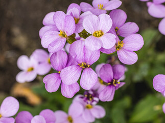 Fototapeta na wymiar Lovely lilac primroses in bloom