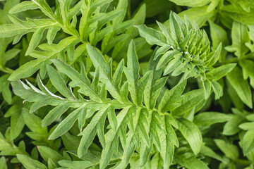 Macro Shot of Green Poppy Leaves Covering the Frame