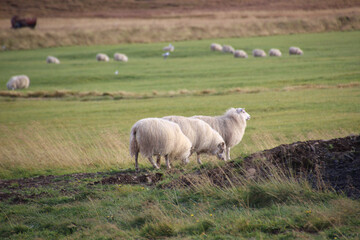 Group of icelandic sheep grazing