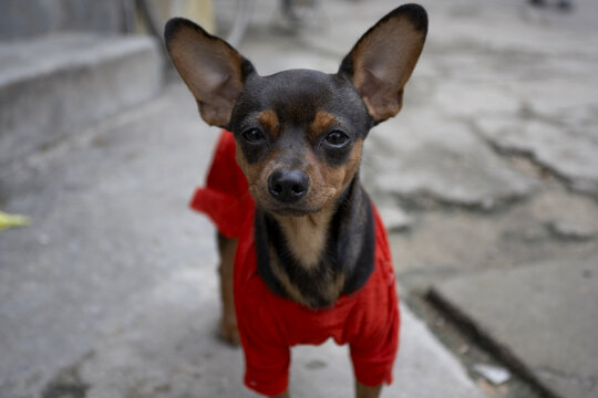 Chihuahua, Hoi An, Quang Nam Province, Vietnam