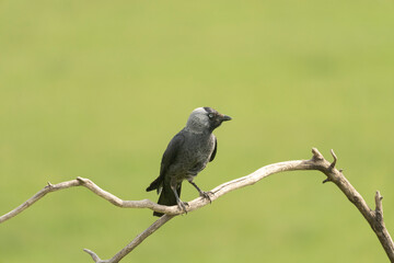 Western jackdaw on the branch