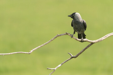 Western jackdaw on a branch