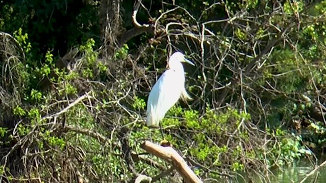 White Rock Lake Crane