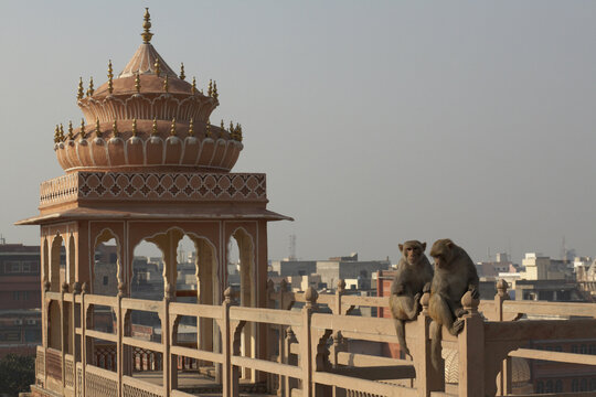Monkeys at Hawa Mahal, Jaipur, Rajasthan, India