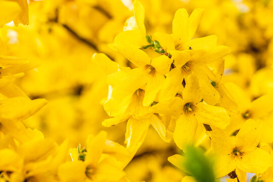 Spring Blossoms: Close-up Shots of Forsythia Branches in Full Bloom