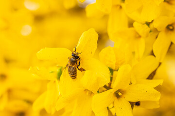 Spring Blossoms: Close-up Shots of Forsythia Branches in Full Bloom