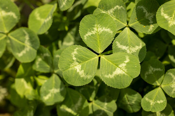 White Clover Leaves in Close-Up