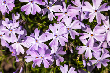 Lavender phlox flowers in bloom under the sun
